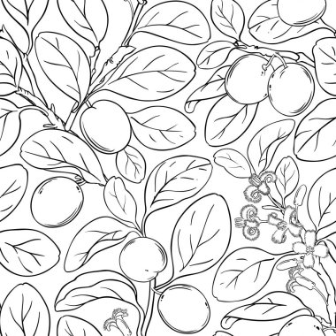 Ximenia vektör deseni