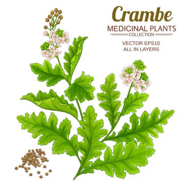 beyaz arkaplanda crambe bitki çizimi