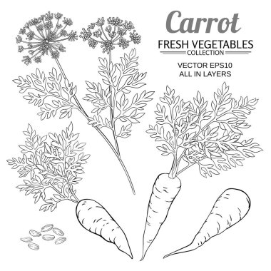 Beyaz arkaplanda havuç ayarlandı