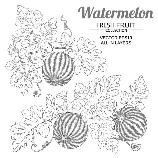 Vattenmelon som på vit bakgrund — Stock vektor