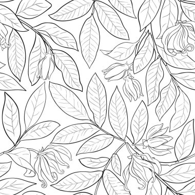 Beyaz arkaplanda ylang deseni