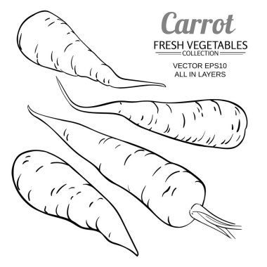 Beyaz arkaplanda havuç vektörü ayarlandı