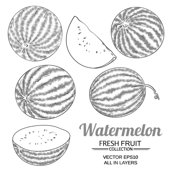 Watermelon vektor diset di latar belakang putih - Stok Vektor