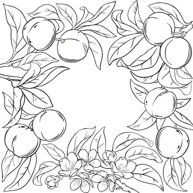 Peach Branch with Flowers, Fruits and Leaves Outline Frame. Organic natural nutritional healthy food ingredient, vegetarian diet product. Vector isolated for design or decoration.