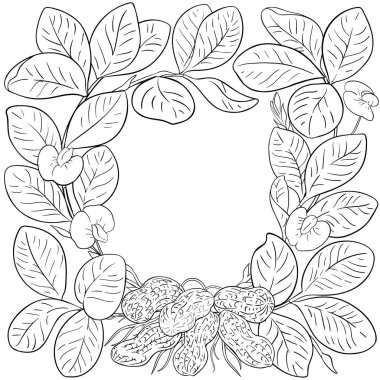 Peanut Plant with Flowers and Leaves Outline Frame. Organic natural nutritional healthy food ingredient, vegetarian diet product. Vector isolated for design or decoration.