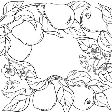 Pear Branch with Flowers, Fruits and Leaves Outline Frame. Organic natural nutritional healthy food ingredient, vegetarian diet product. Vector isolated for design or decoration.