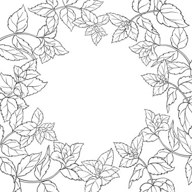 Peppermint Branch with Leaves Outline Frame. Essential oil ingredient for cosmetics, aromatherapy, health care, alternative medicine. Vector isolated for design or decoration.
