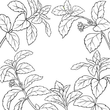 Flowers ve Leaves Outline Frame 'den Stevia Branch. Tasarım veya dekorasyon için izole edilmiş vektör.