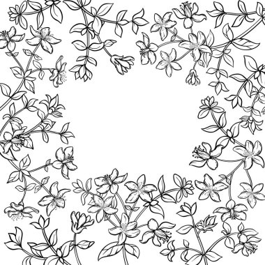 Çiçek ve Yaprak Çerçeveli Tutsan Bitkisi. Tasarım veya dekorasyon için izole edilmiş vektör.