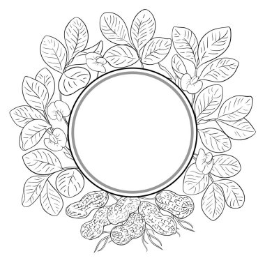 Çiçekli ve Yapraklı Fıstık Bitkisi Yuvarlak Çizgi Çerçevesi. Organik doğal besin maddeleri, vejetaryen diyet ürünleri. Tasarım veya dekorasyon için izole edilmiş vektör.