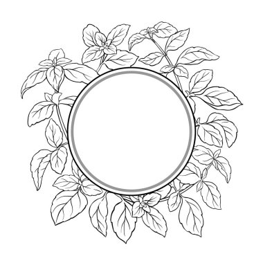Basil Branch ve Leaves Outline Round Frame. Organik doğal besin maddeleri, vejetaryen diyet ürünleri. Tasarım veya dekorasyon için izole edilmiş vektör.