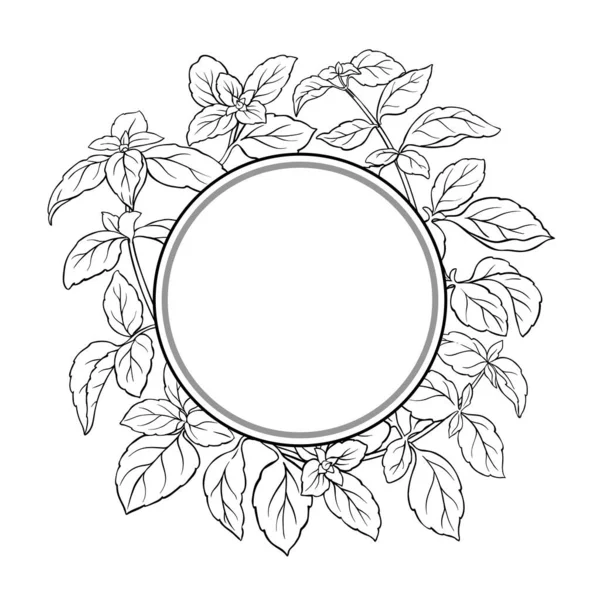 Basil Branch ve Leaves Outline Round Frame. Organik doğal besin maddeleri, vejetaryen diyet ürünleri. Tasarım veya dekorasyon için izole edilmiş vektör.