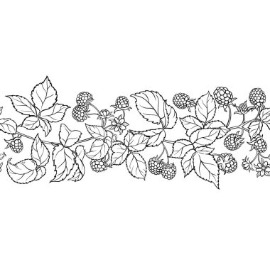 Çiçekler, Böğürtlenler ve Yapraklar ile Ahududu Şubesi Yatay Özetle Kusursuz Desen. Organik doğal besin maddeleri, vejetaryen diyet ürünleri. Tasarım veya dekorasyon için izole edilmiş vektör.