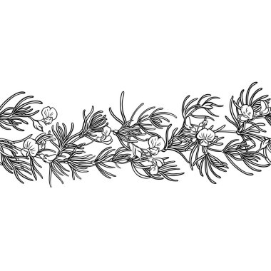 Çiçekler ve Yapraklar ile Rooibos Branch Yatay Kusursuz Desenli Dış Hatlar. Tasarım veya dekorasyon için izole edilmiş vektör.
