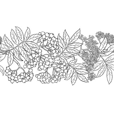 Çiçekler, Böğürtlenler ve Yapraklar ile Rowan Branch Yatay Kusursuz Desen. Tasarım veya dekorasyon için izole edilmiş vektör.