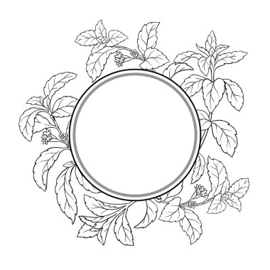Çiçekler ve Yapraklar Yuvarlak Çerçeveli Stevia Şubesi. Tasarım veya dekorasyon için izole edilmiş vektör.