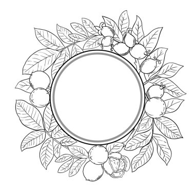 Ceviz ve Yaprak Dış Hatlar Yuvarlak Çerçeveli Ceviz Şubesi. Organik doğal besin maddeleri, vejetaryen diyet ürünleri. Tasarım veya dekorasyon için izole edilmiş vektör.