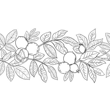 Ceviz ve Yaprak Dış Hatlar ile Ceviz Şubesi. Kusursuz Yatay Desen. Organik doğal besin maddeleri, vejetaryen diyet ürünleri. Tasarım veya dekorasyon için izole edilmiş vektör.