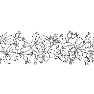 Böğürtlen ve Yaprak Dış Hatlar Yatay Kusursuz Desenli Vahşi Gül Şubesi. Tasarım veya dekorasyon için izole edilmiş vektör.
