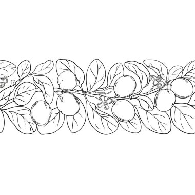 Çiçekler, Böğürtlenler ve Yapraklar ile Ximenia Branch Yatay Dikensiz Desen. Organik doğal besin maddeleri, vejetaryen diyet ürünleri. Tasarım veya dekorasyon için izole edilmiş vektör.