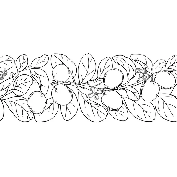 Çiçekler, Böğürtlenler ve Yapraklar ile Ximenia Branch Yatay Dikensiz Desen. Organik doğal besin maddeleri, vejetaryen diyet ürünleri. Tasarım veya dekorasyon için izole edilmiş vektör.