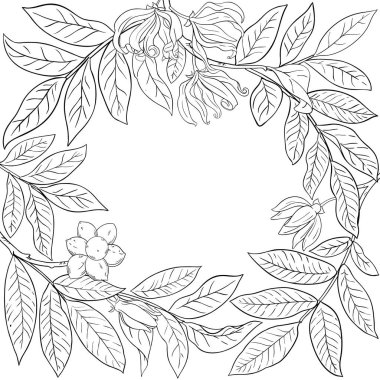 Çiçekler ve Yapraklar Çerçevesi 'nden Ylang Ylang Şubesi. Kozmetik, spa, aromaterapi, sağlık ve alternatif tıp için temel yağ bileşeni. Tasarım veya dekorasyon için izole edilmiş vektör.