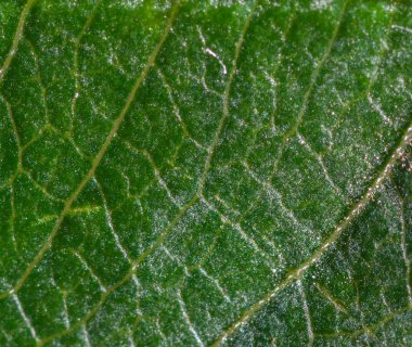 Bir yaprak yeşil closeup dokusuna.