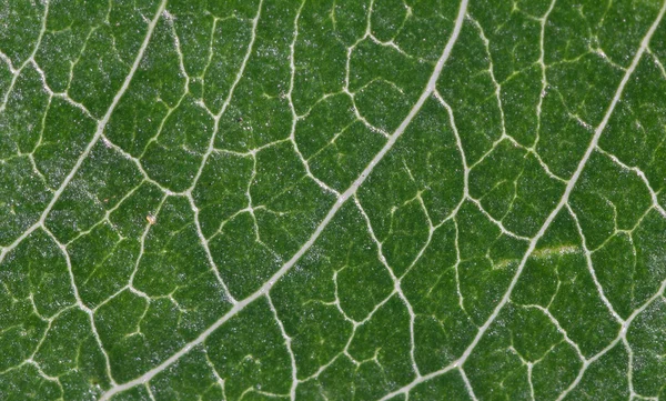 Bir yaprak yeşil closeup dokusuna.