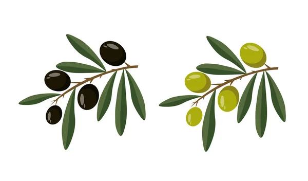 Aceitunas Hojas Verdes Negras Aisladas Sobre Fondo Blanco Ramas Aceite — Vector de stock