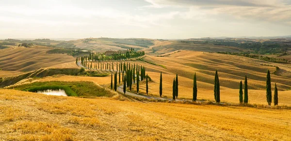 Paisagem Nas Colinas Val Orcia Itália Árvores Ciprestes Nascer Sol — Fotografia de Stock