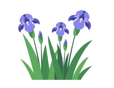 Beyaz arka planda yaprakları olan Iris çiçekleri. Vektör deposu