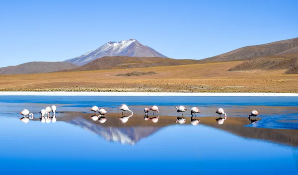 Flamingi w Laguna Celeste, Boliwia — Zdjęcie stockowe