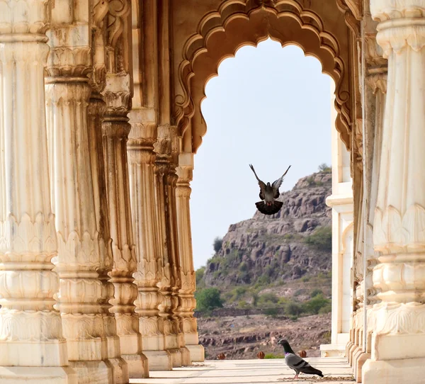 Aterrizaje de aves, Jodhpur, Rajastán, India — Foto de Stock
