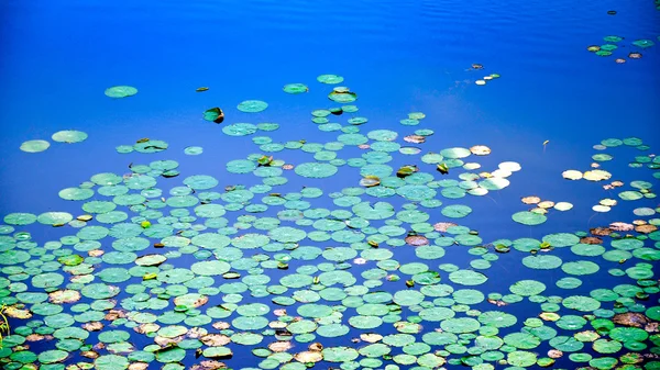 Hojas de loto sobre el lago, Rajastán, India — Foto de Stock