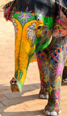 Boyalı fil, Jaipur, Rajasthan, Hindistan 