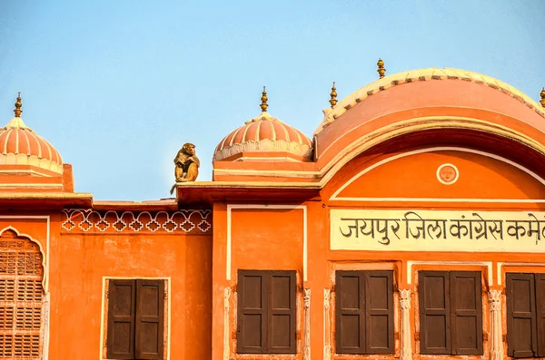 Monos de la Ciudad Rosa, Jaipur, Rajastán, India — Foto de Stock
