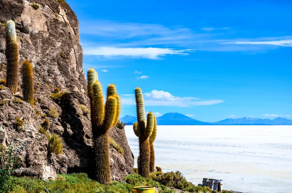 Kaktüs bitkileri, tuz Çölü, Uyuni, Bolivya