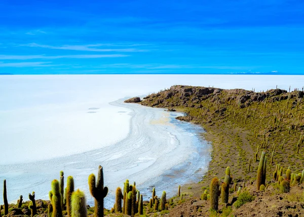 サボテン植物の島、塩砂漠ウユニ, ボリビア — ストック写真