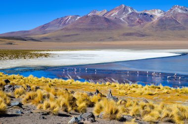 Eduardo avaroa and fauna Ulusal rezerv, Bolivya