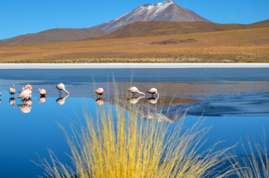 Flamingos, Eduardo Avaroa Andean Fauna National Reserve, Bolivia clipart