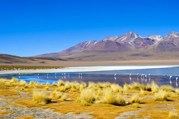 Flamingos, eduardo avaroa anddean fauna nationales reservat, bolivien — Stockfoto