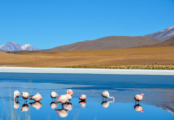 Flamingos, Eduardo Avaroa Andean Fauna National Reserve, Bolivia