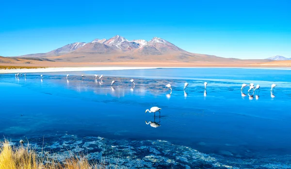 Flamencos, Reserva Nacional Fauna Andina Eduardo Avaroa, Bolivia —  Fotos de Stock