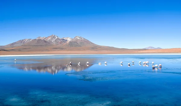 Flamencos, Reserva Nacional Fauna Andina Eduardo Avaroa, Bolivia —  Fotos de Stock