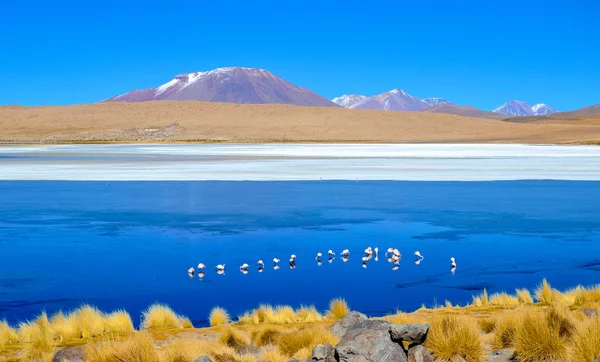 Flamingos, Reserva Nacional da Fauna Andina Eduardo Avaroa, Bolívia — Fotografia de Stock