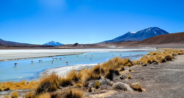 Flamingos, Reserva Nacional da Fauna Andina Eduardo Avaroa, Bolívia — Fotografia de Stock