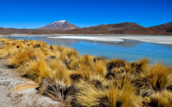 Flamingos, eduardo avaroa anddean fauna nationales reservat, bolivien — Stockfoto