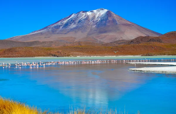 Flamingos, Eduardo Avaroa Andean Fauna National Reserve, Bolivia — Stock Photo, Image