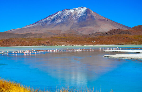 Фламинго, Эдуардо Авароа Андская Фауна Национальный заповедник, Боливия
