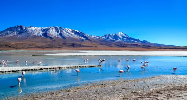 Flamingos, Reserva Nacional da Fauna Andina Eduardo Avaroa, Bolívia — Fotografia de Stock